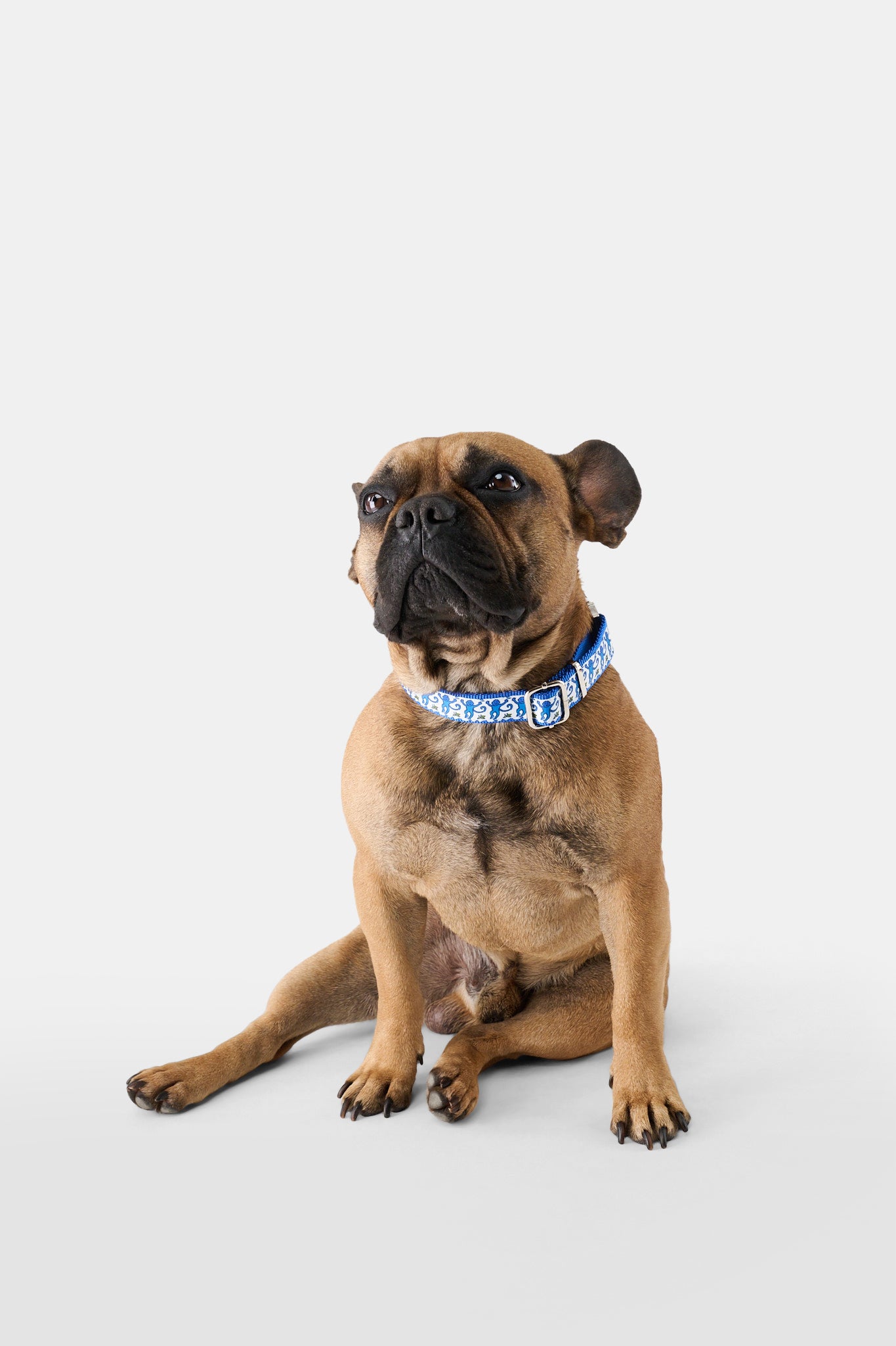 Monkey Dog Collar
