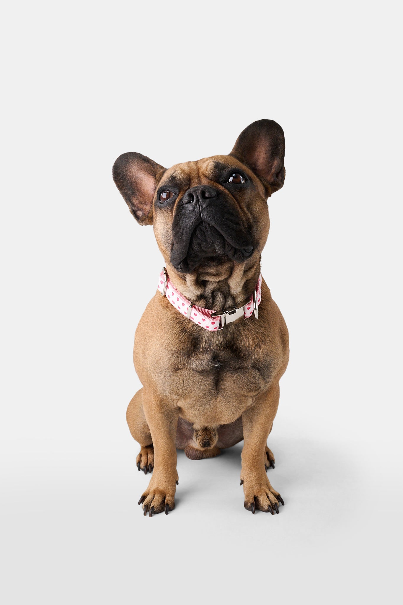 Hearts Dog Collar